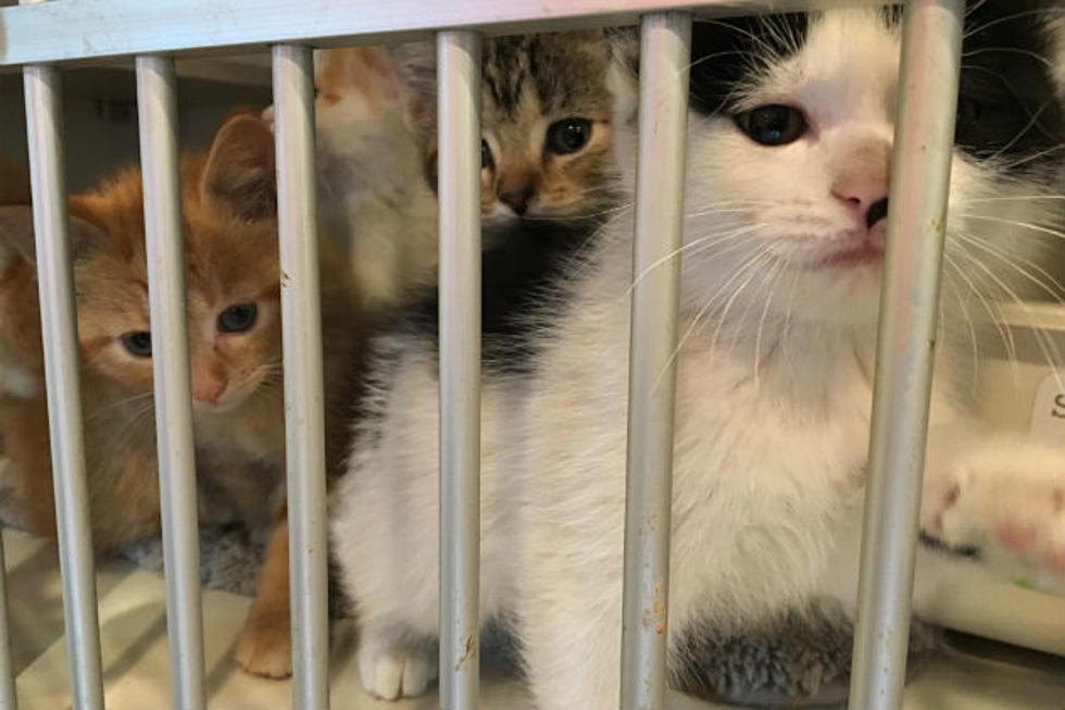80 Cats Found in Foreclosed Coon Rapids Home – Donation Site Added