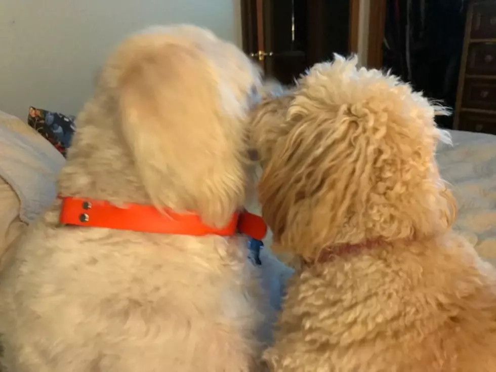 What&#8217;s Better than Having a Dog?  Having 2 Dogs (video)