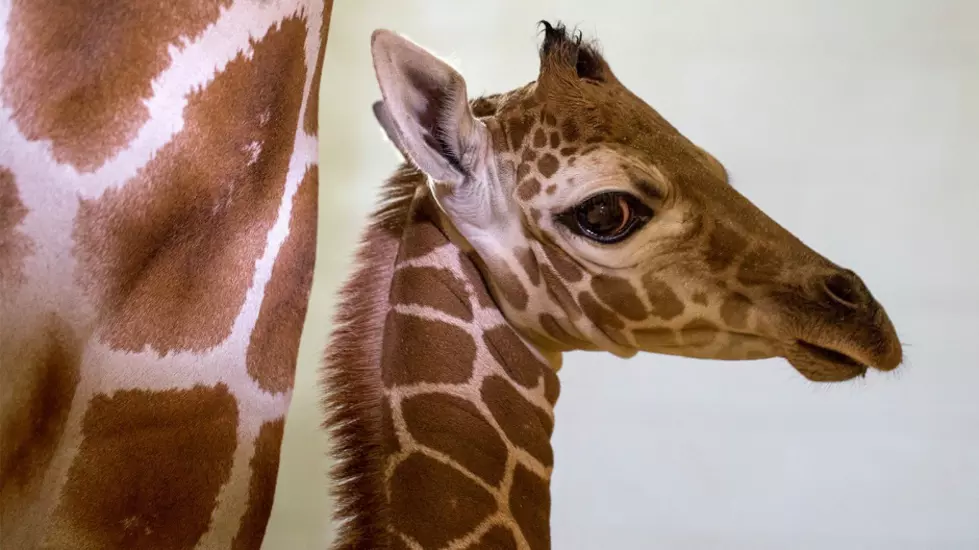 Baby Giraffe at Como Zoo has a Name