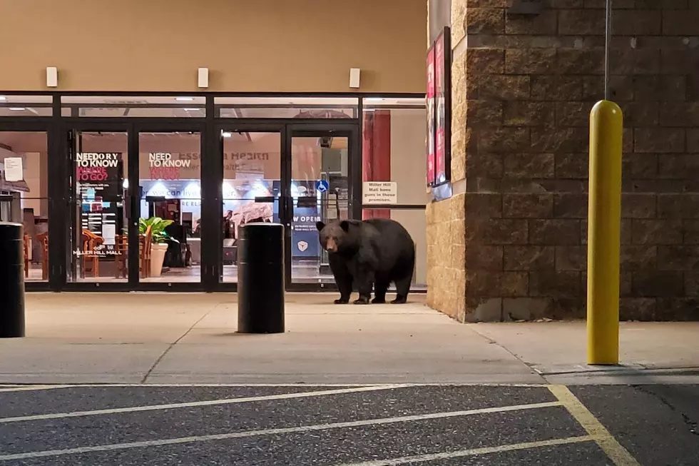 Bear Attempts Some Spring Shopping at Duluth Mall