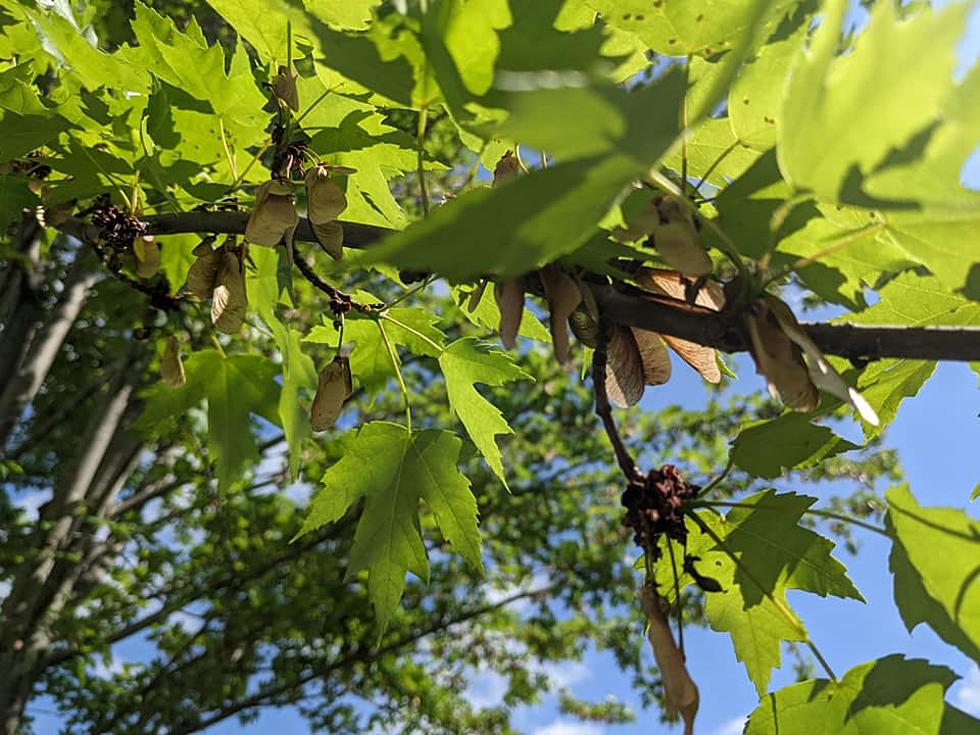 DNR will Take the Helicopters from Maple Trees