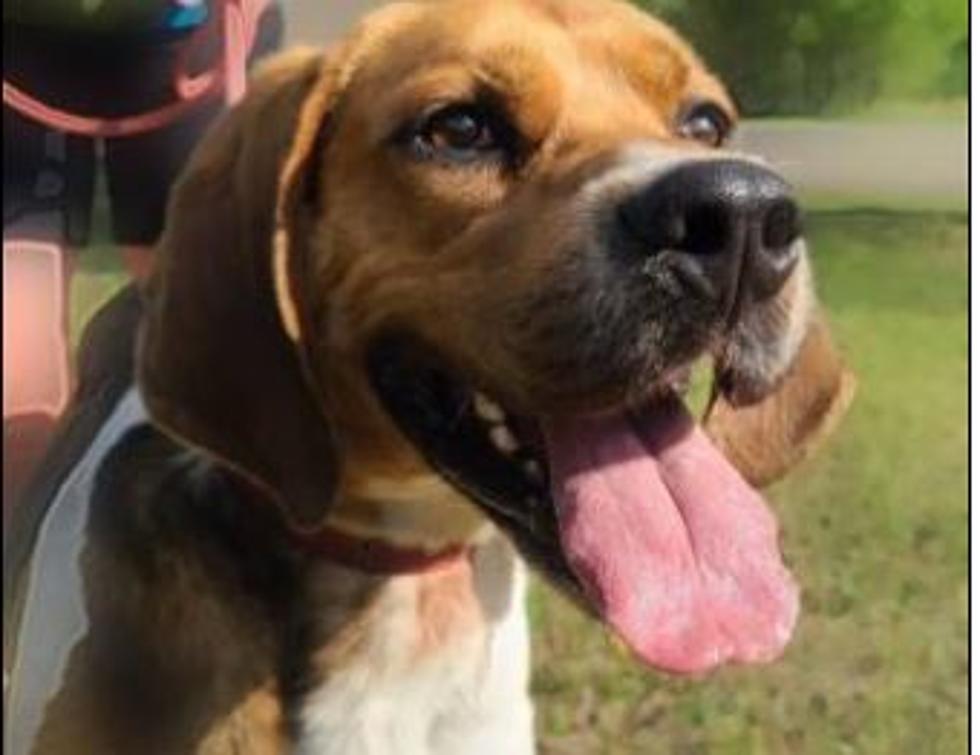 "King Size" Beagle Is This Week's Adoptable Pet