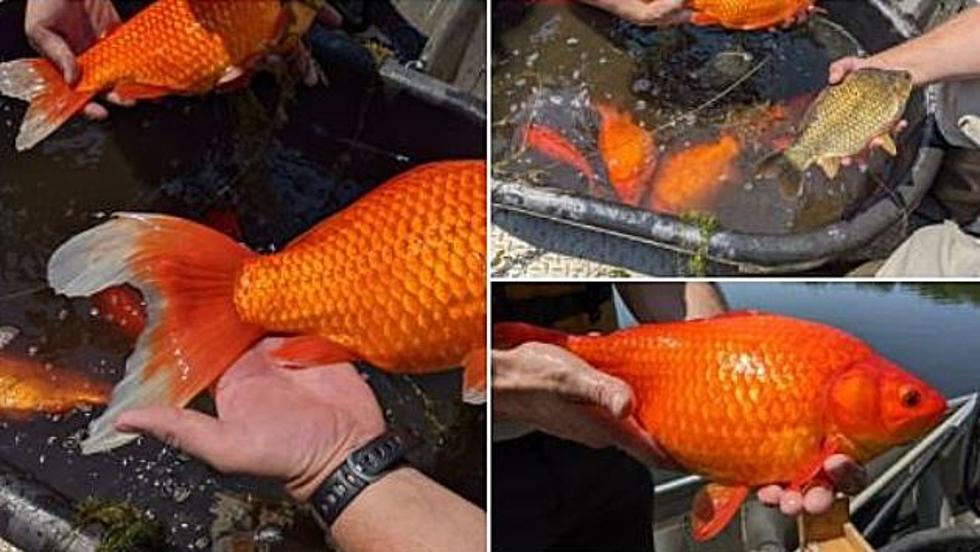 Football Sized Goldfish Pulled From Minnesota Lake