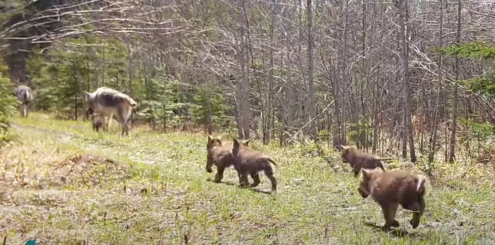 [WATCH] Trail Cam Catch Wolf Pups Trying To Keep Up With Parents