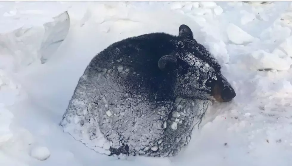 Bear Freed From Icy Minnesota Ditch