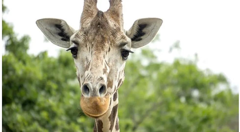 Como Zoo&#8217;s Beloved Giraffe &#8220;Daisy&#8221; Has Died