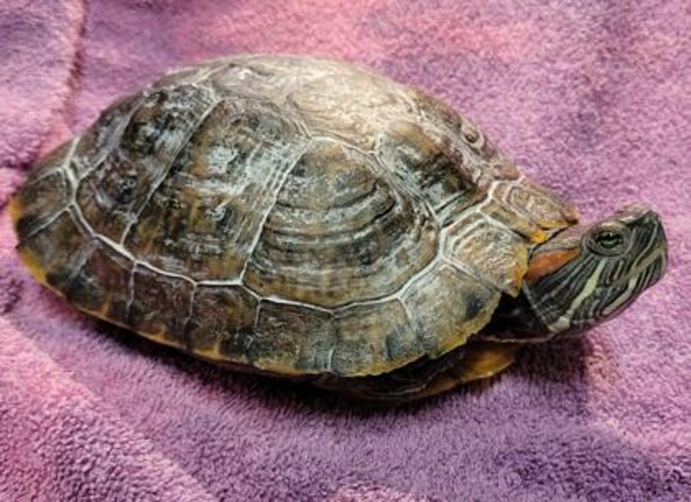 Shelly the Turtle Needs a New Home