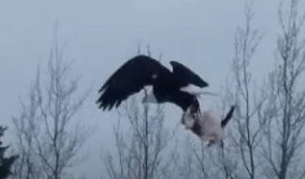 (WATCH) Bald Eagle Snatches Someone's Cat!  Watch Your Pets! 