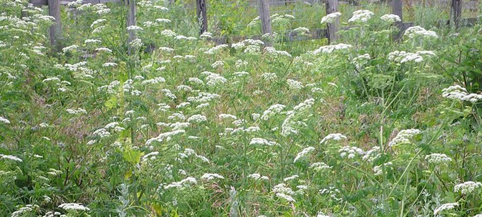 This Toxic Plant Seen All Over Stearns County – Could Be Fatal to People & Pets