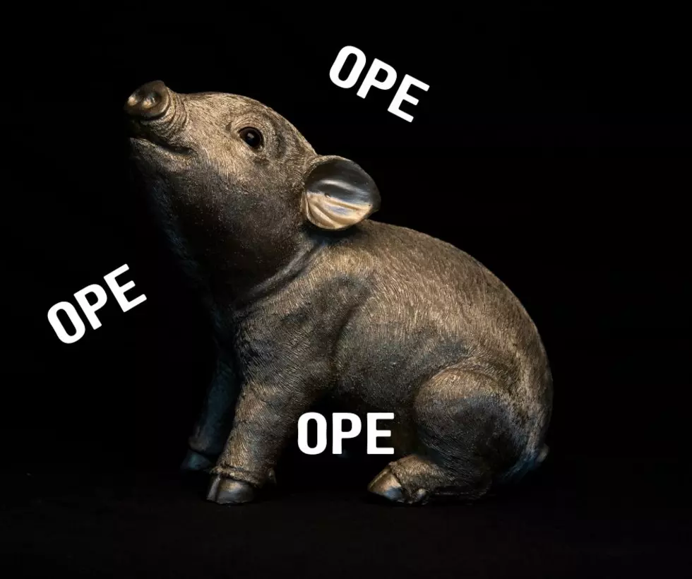 Some Minnesotans Have the Big Mads Over ‘OzemPig’