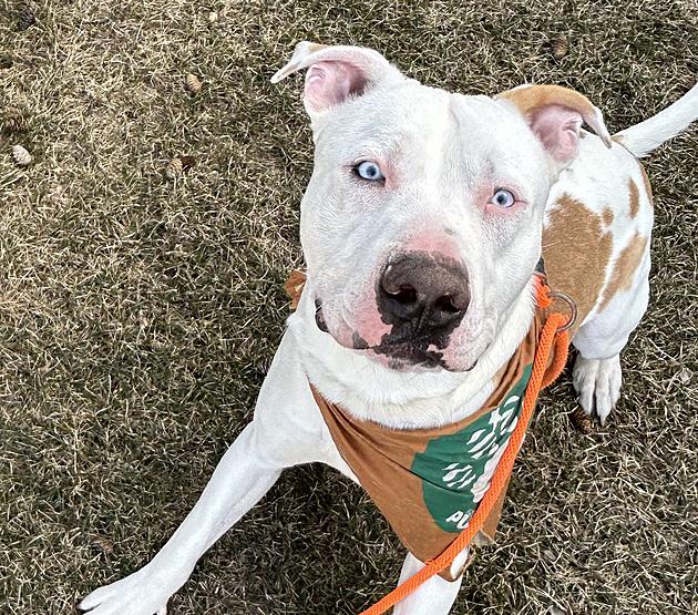 RUN Don&#8217;t Walk With Ryder: Today&#8217;s Pet of the Week