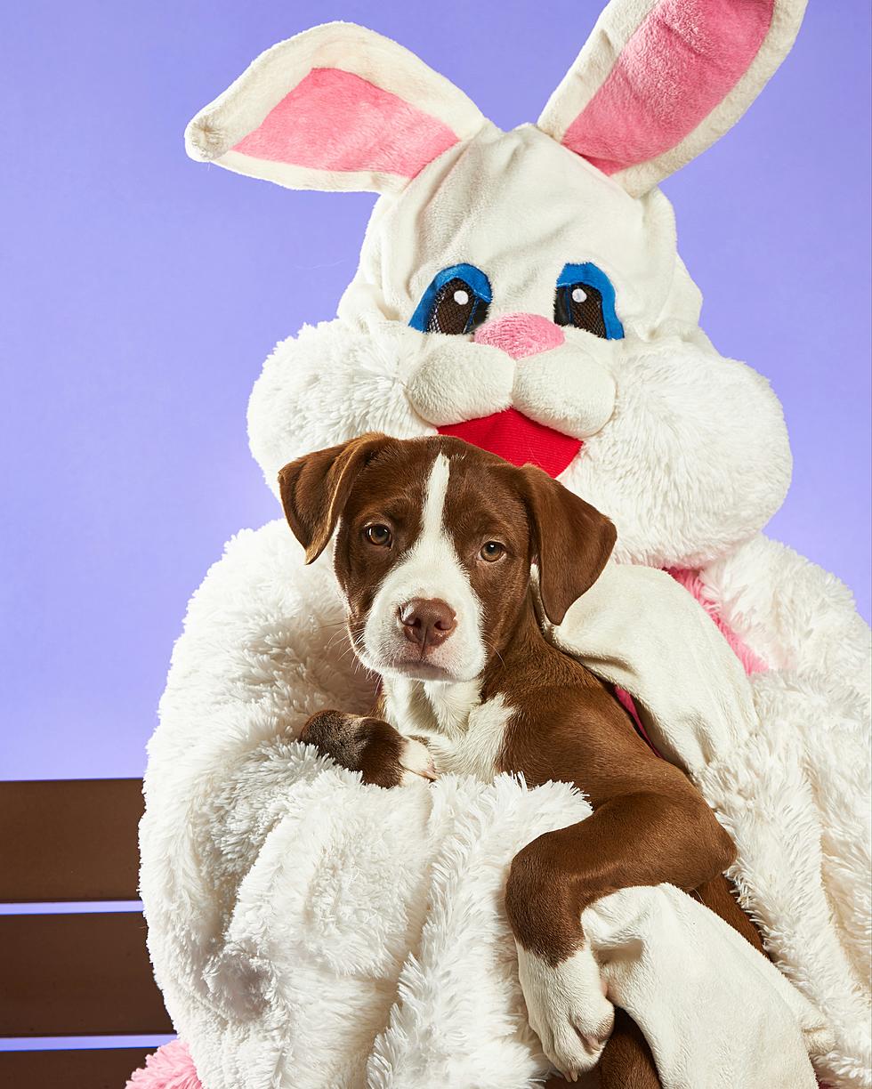 Bunny Photos With Your Pet and You at Crossroads Center This Month