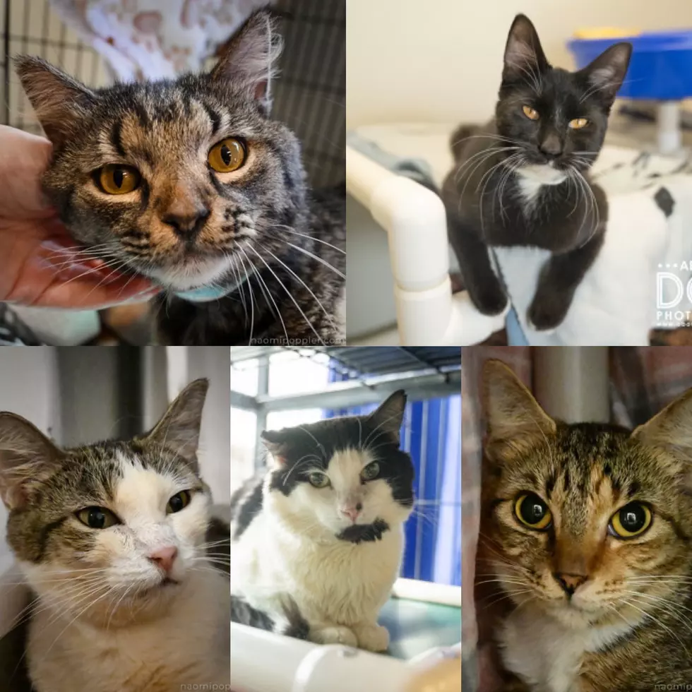 Today’s Pets of the Week: The Crosby Cats!