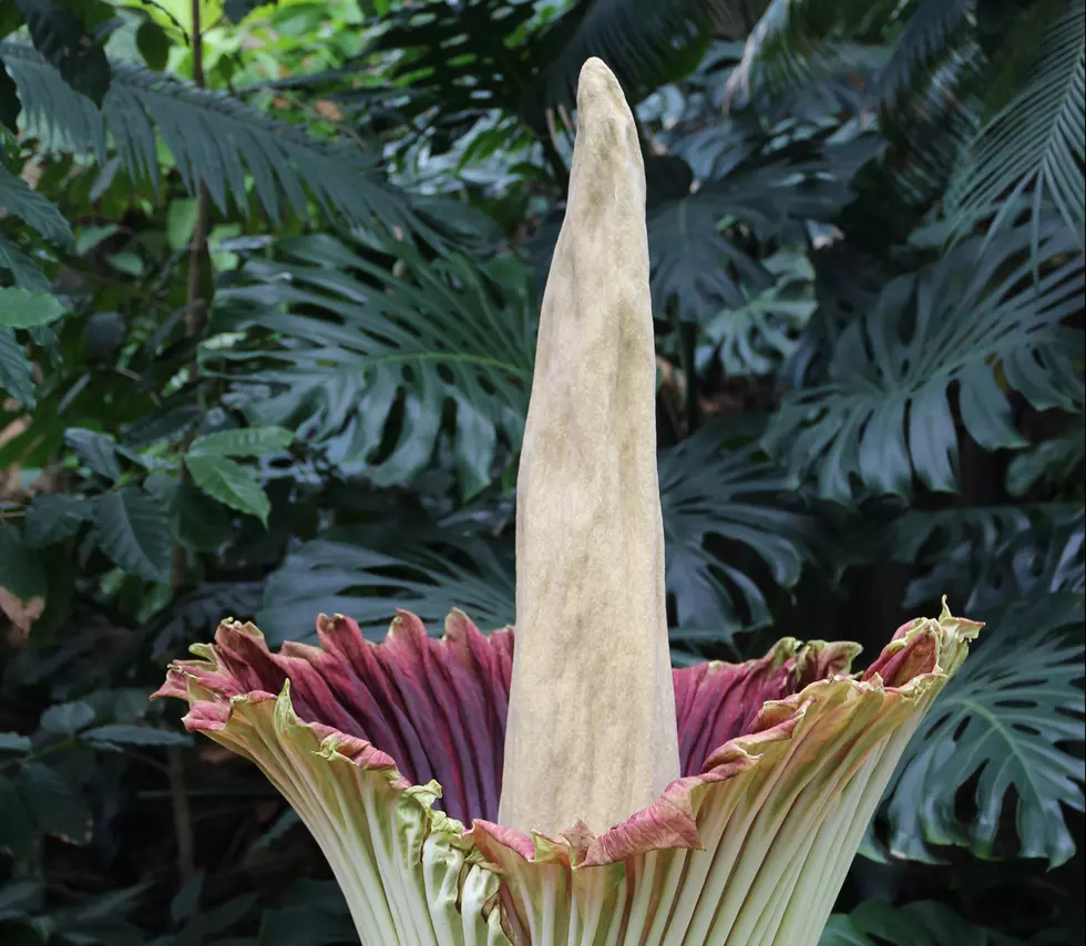 The Living Dead: How to Grow and Care For a Corpse Flower