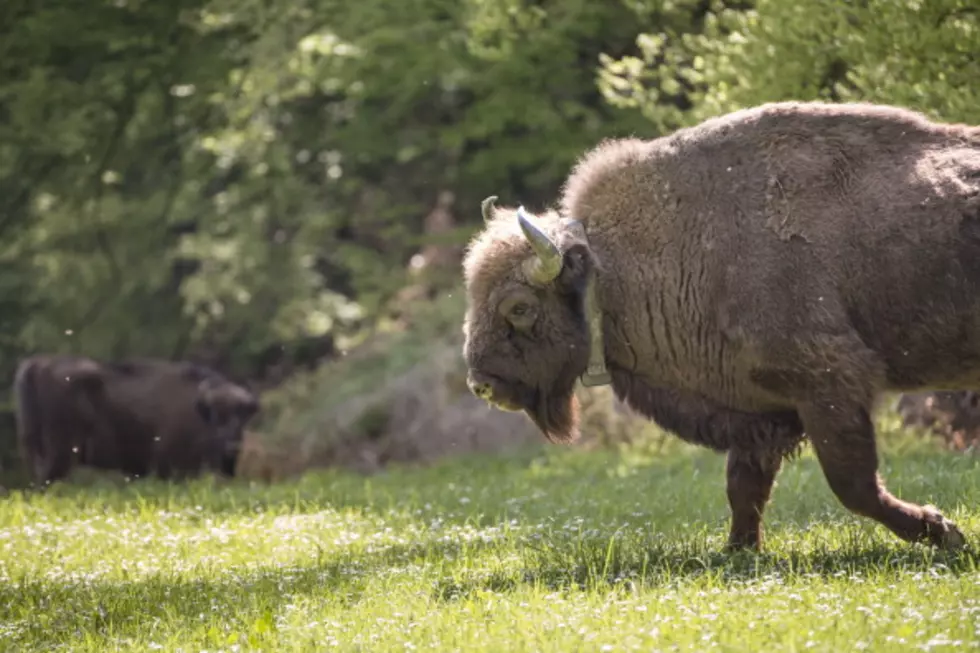Idaho is Blessed with Bison