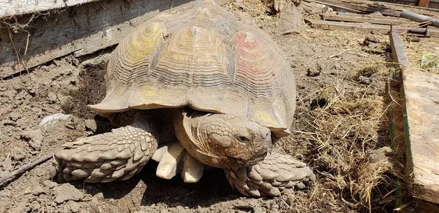 Missing Tortoise Returned to Reptile Adventures