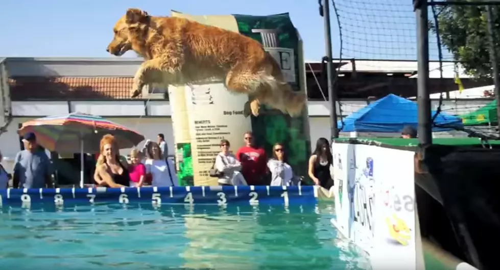 Fido Takes the Plunge At the Western Idaho Fair; Win Tickets for You and Your Dog