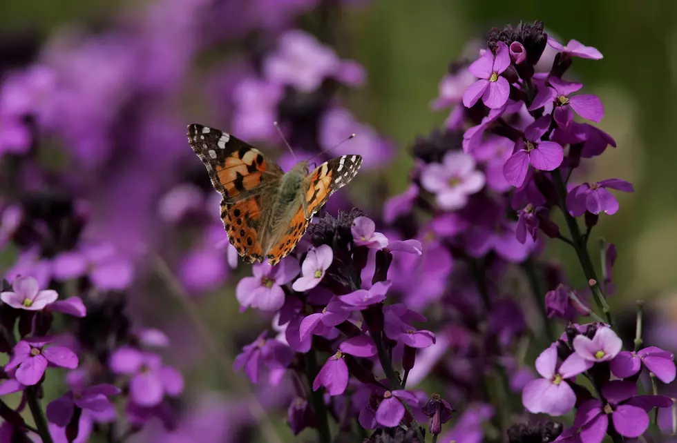 Why Were There Butterflies All Over Boise This Weekend?