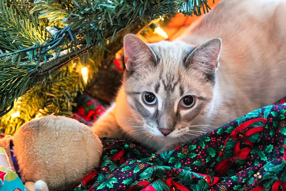 Show Off Your Festive Cat With LITE-FM’s Santa Paws