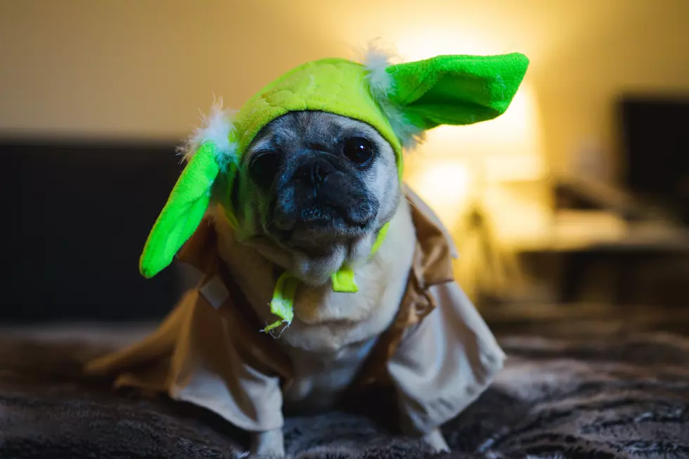 Halloween Costumes Every Boise Dog Owner Should Consider