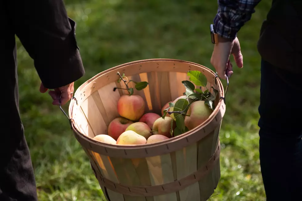 4 Fun Places to Pick Your Own Apples Near Boise
