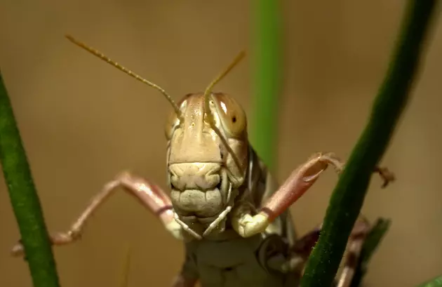 Idaho&#8217;s Most Devastating Natural Disaster Was Caused By Thousands of Grasshoppers
