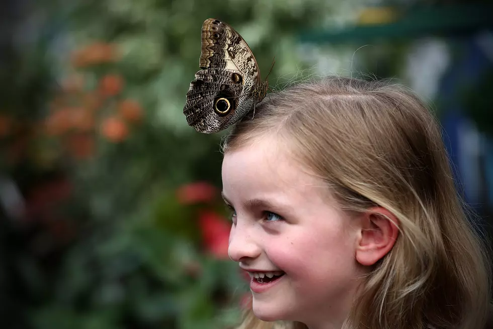 Zoo Boise’s Magical Butterfly House is a Selfie Paradise