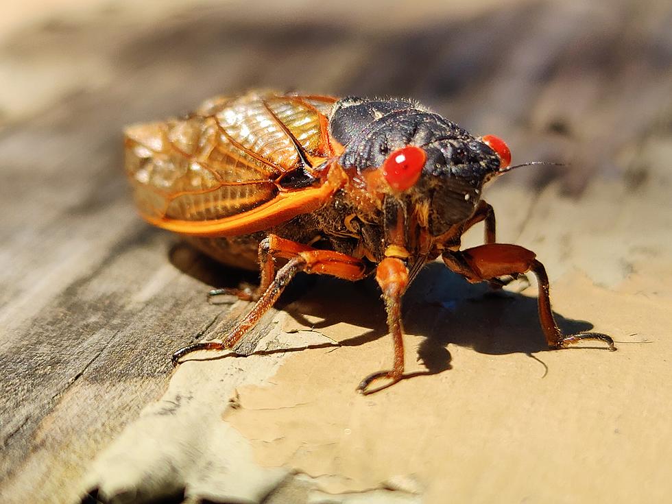We Were Today Years When We Learned There Were Cicadas in Idaho