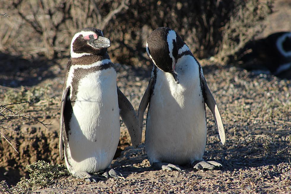 Boise’s Wedding Of The Year Will Be Between Two Adorable Penguins
