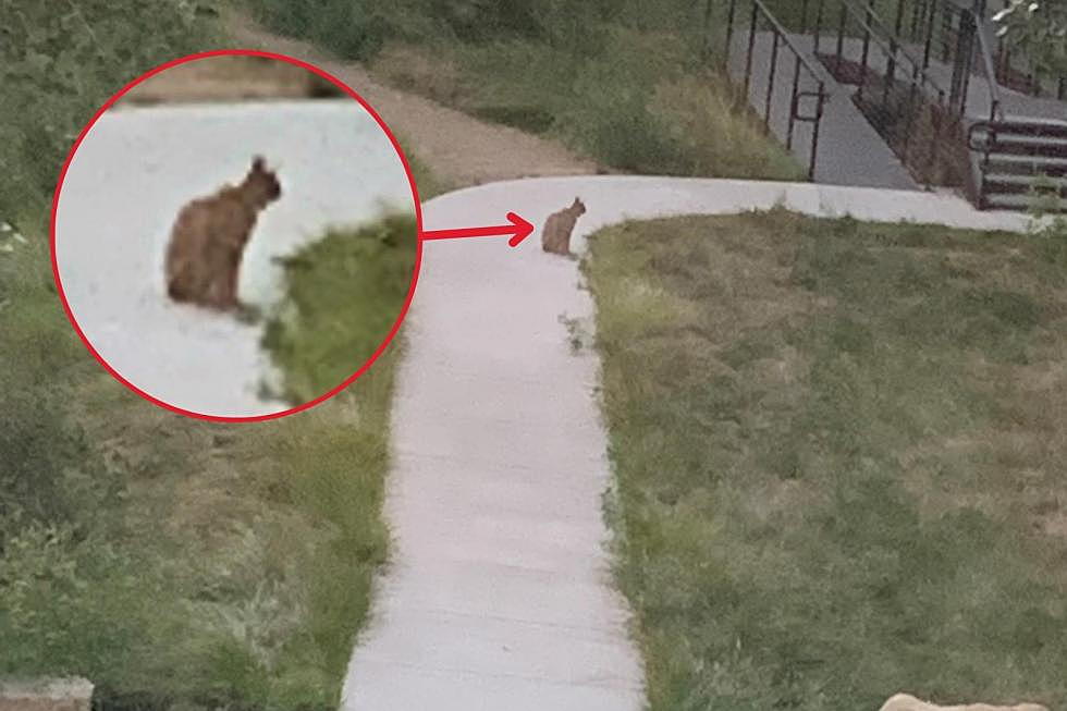 Did I See A Mountain Lion In Southeast Boise Last Night?