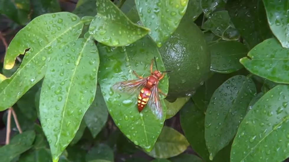 These Killer Wasps Are All Over Boise, Idaho Right Now