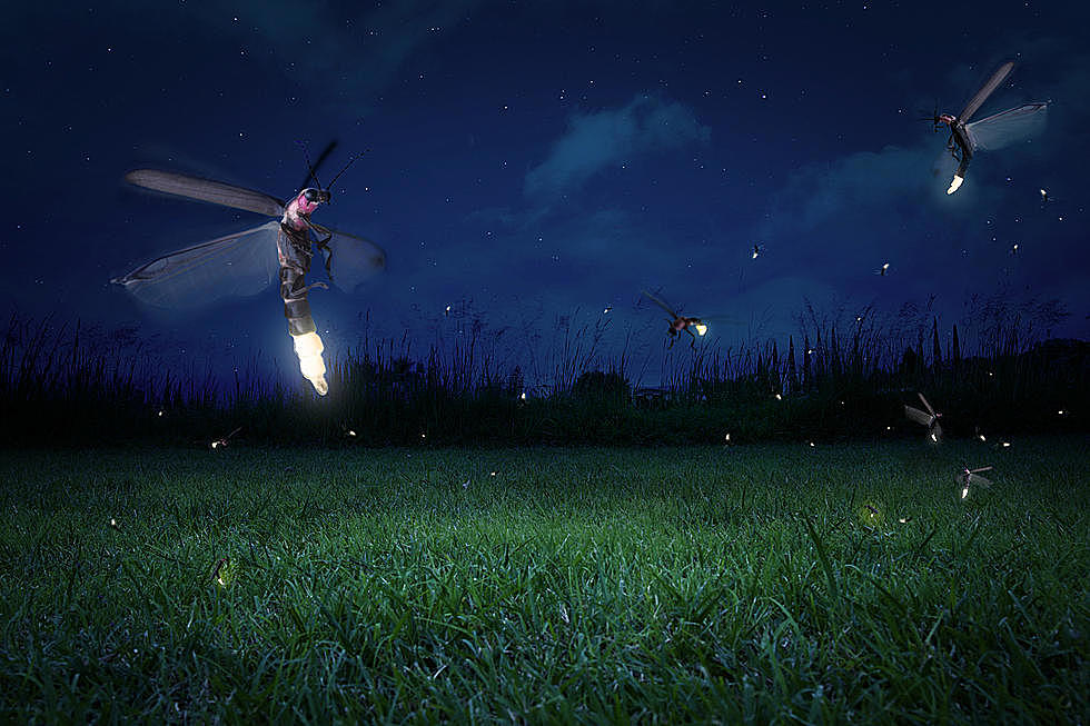 Do You Know the Real Reason You Never See Fireflies in Idaho or Utah?