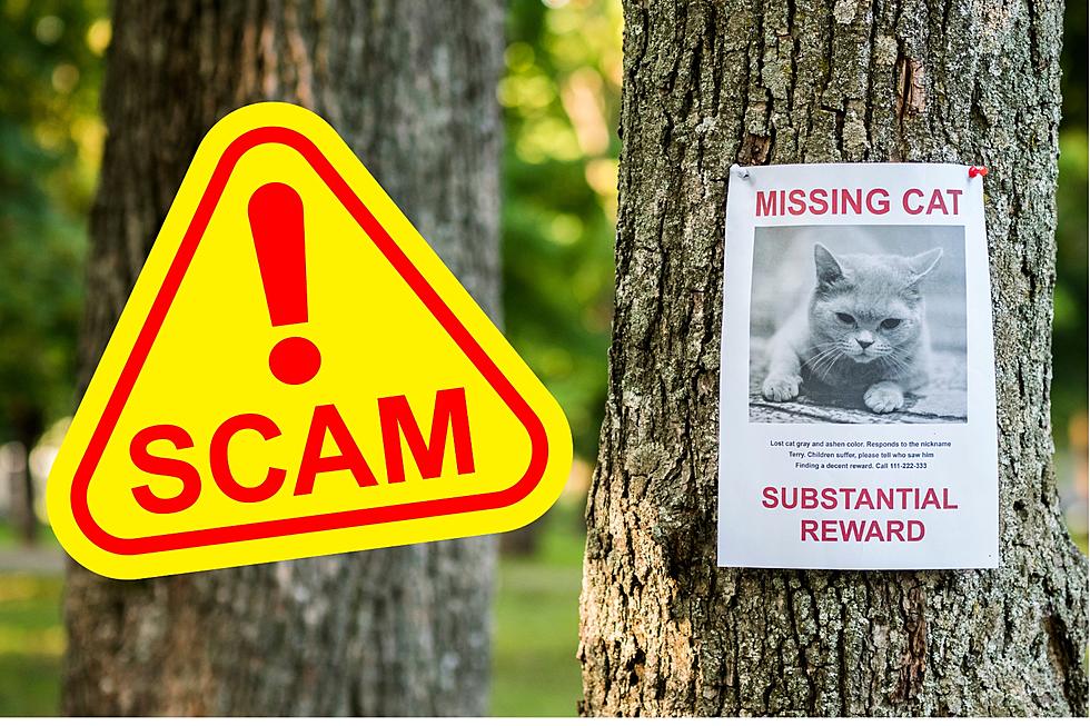 Beware! Heartless Scammers Targeting Desperate Boise Residents With Missing Pets