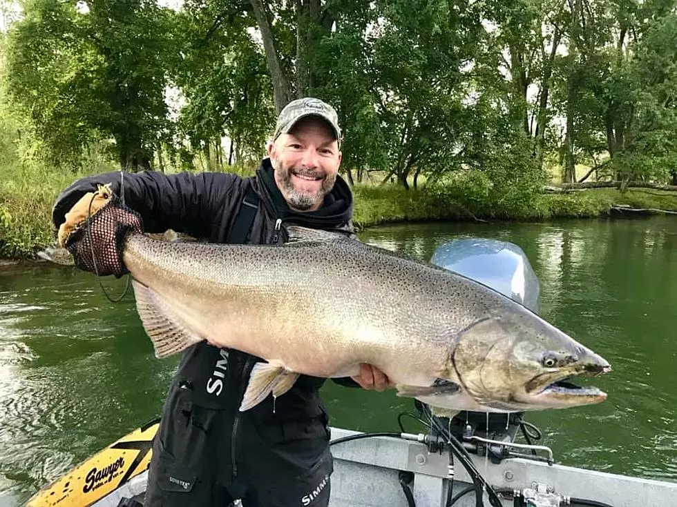 Look At This Nearly Record Sized Chinook Salmon Caught In Michigan