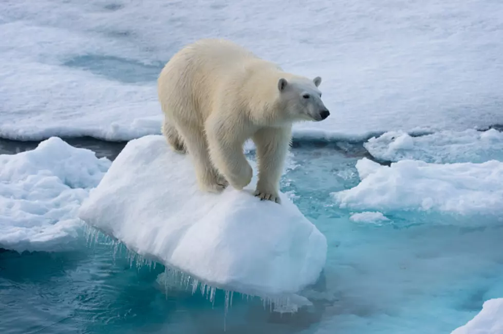 Polar Bears Warming to Climate Change