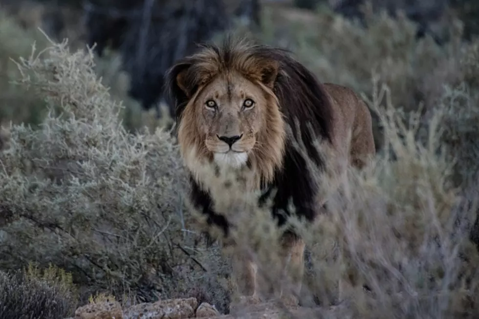 Zimbabwe Killing 200 Lions