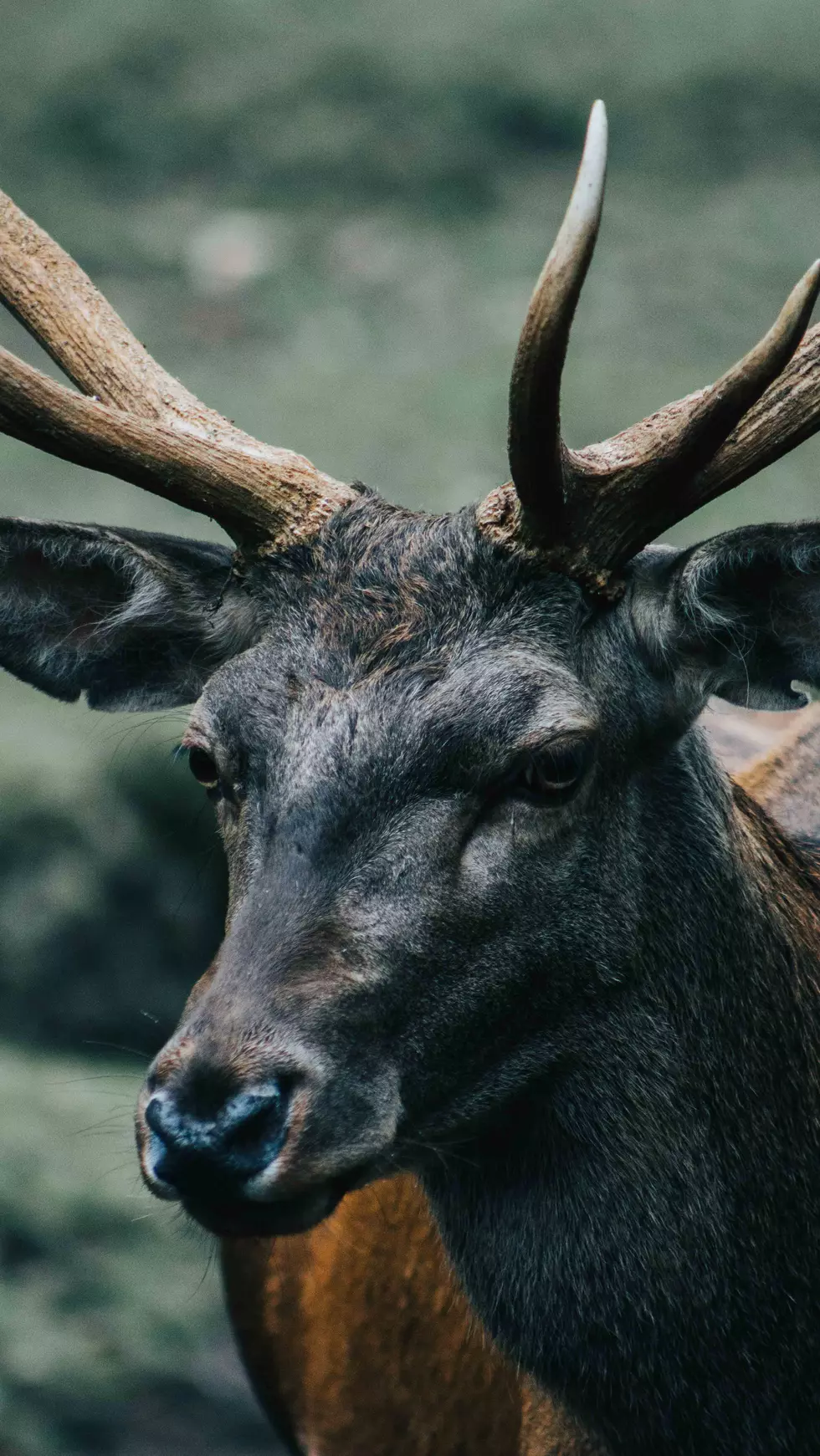 Michigan DNR Regulation Changes for 2021 Deer Hunting Seasons