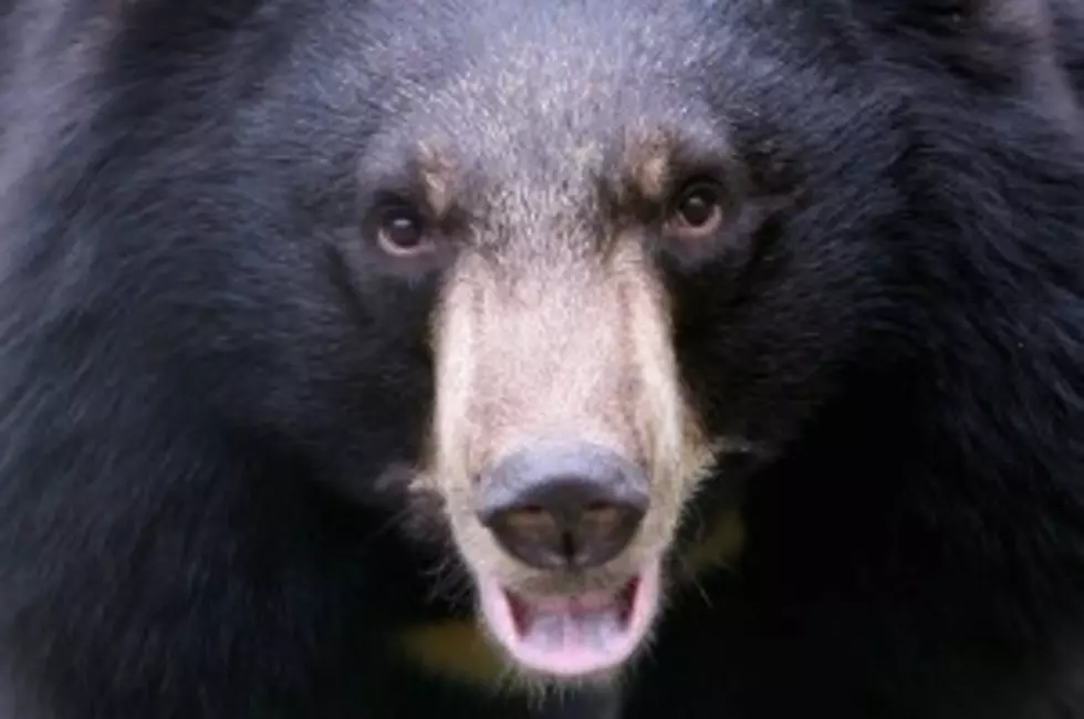 Twin Cities Authorities Looking For Wounded Bear
