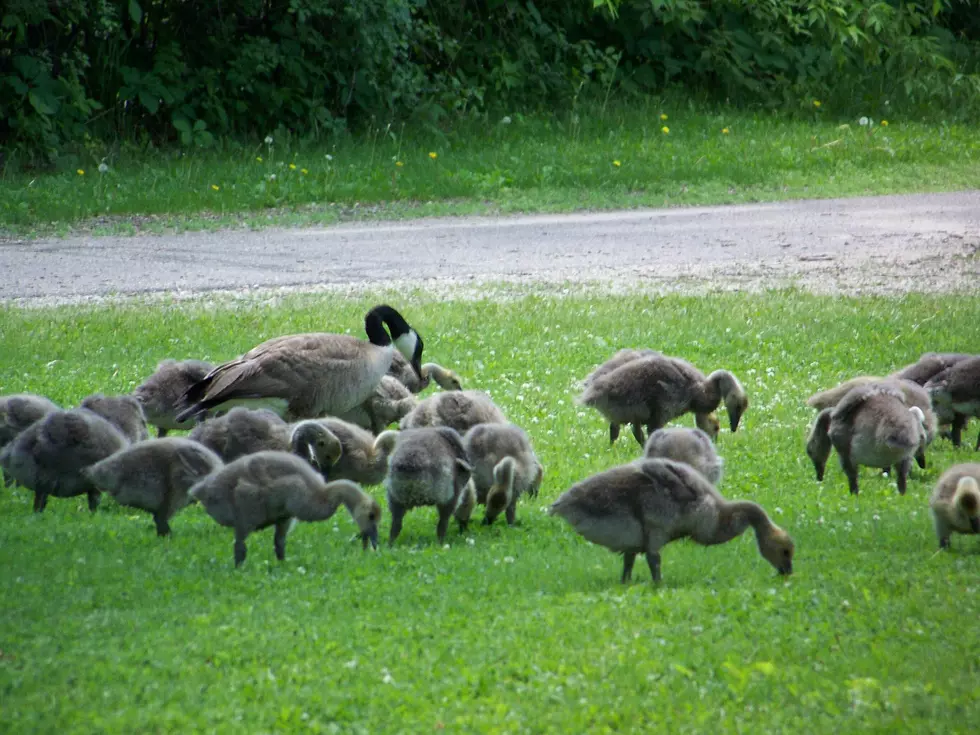 Rochester Working with Volunteers To Control Geese Population