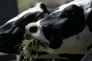 Recent Blizzard Forces Minnesota Farmers to Dump Milk