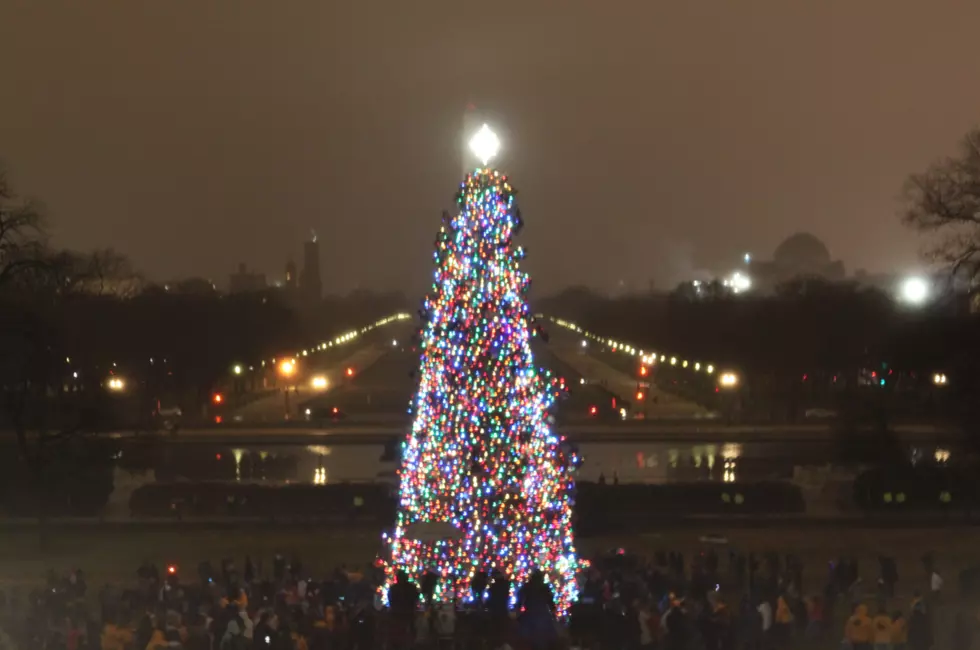 Capitol Christmas Tree Now On Display