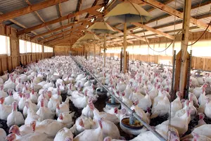 Minnesota Farmers May Have Helped Spread Bird Flu Virus