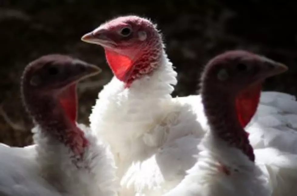 Potent Bird Flu Strain Found at Minnesota Turkey Farm