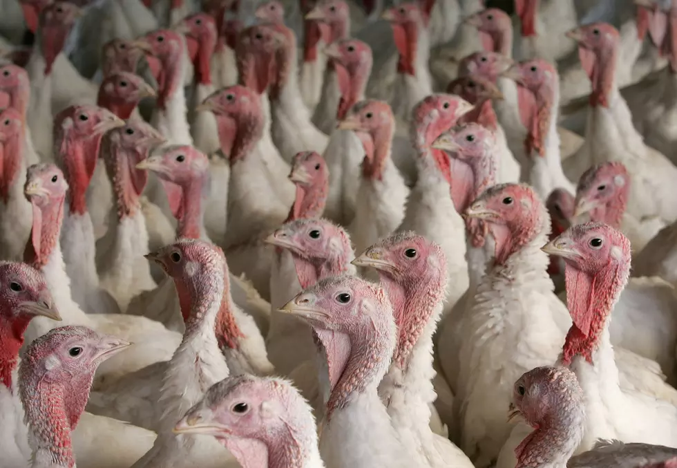 Dodge County Turkey Flock Among Latest Affected By Avian Flu