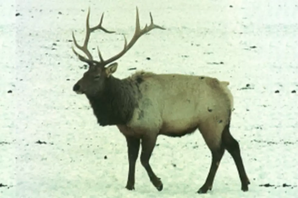 DNR Investigating Illegal Killing of Elk