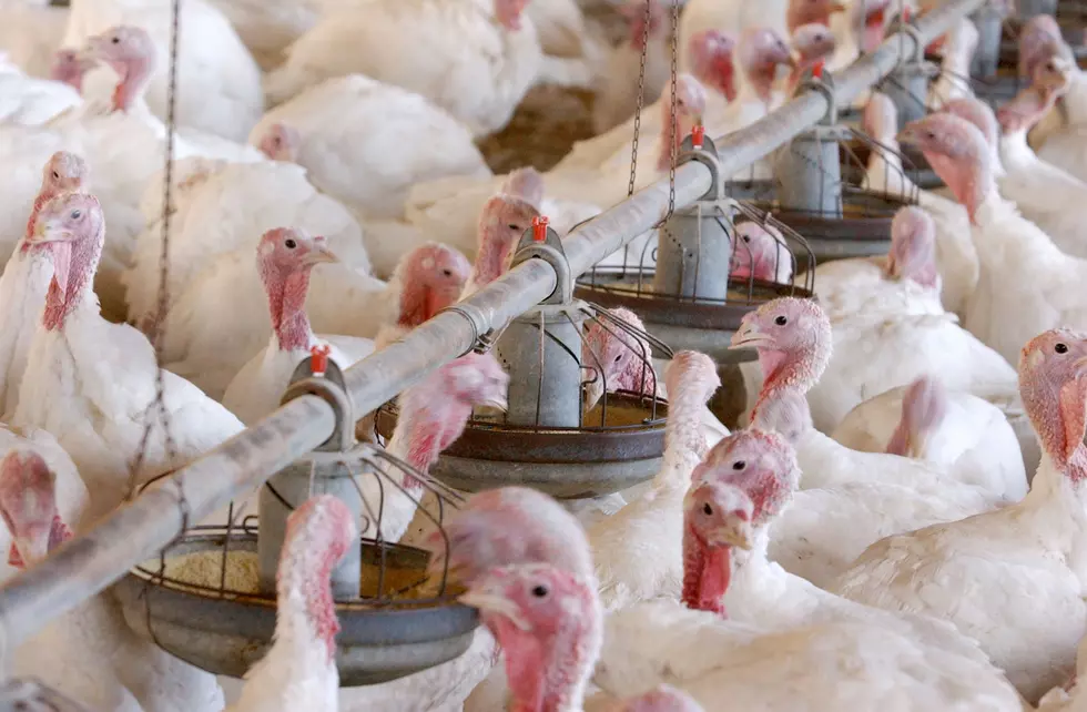 Fifth Minnesota Turkey Farm Hit by Deadly Flu Strain