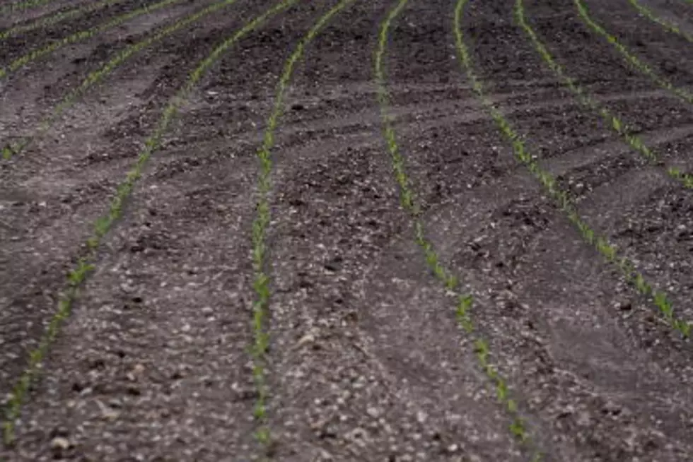 Minnesota Corn Crop Survives Recent Frost