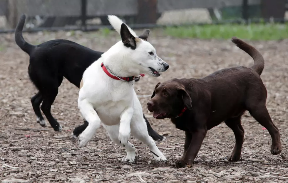 Rochester’s New Dog Park is Open