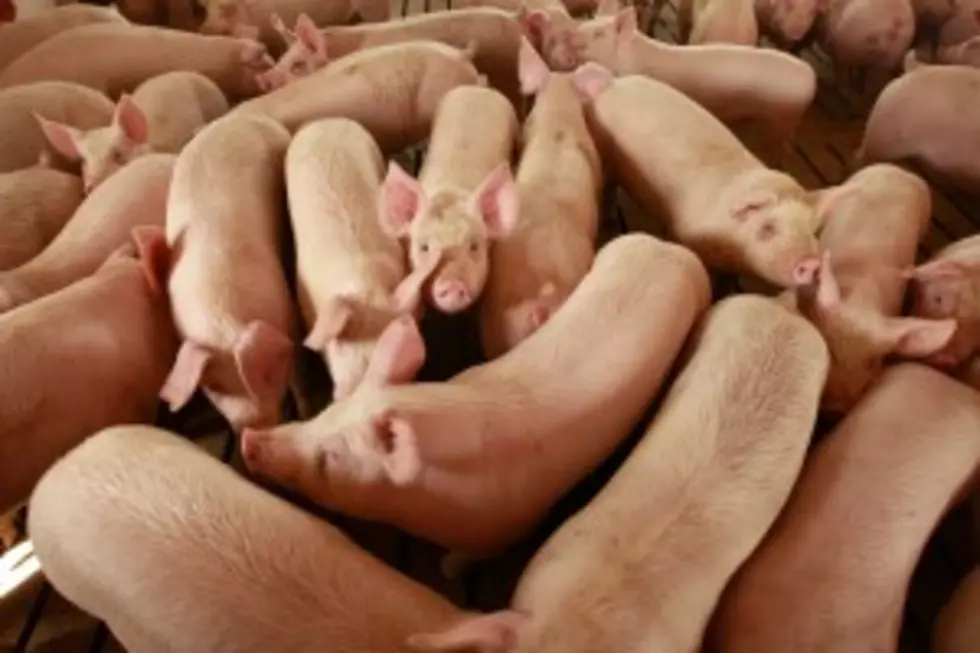 Activist Group Releases Disturbing Video of Minnesota Hog Farm