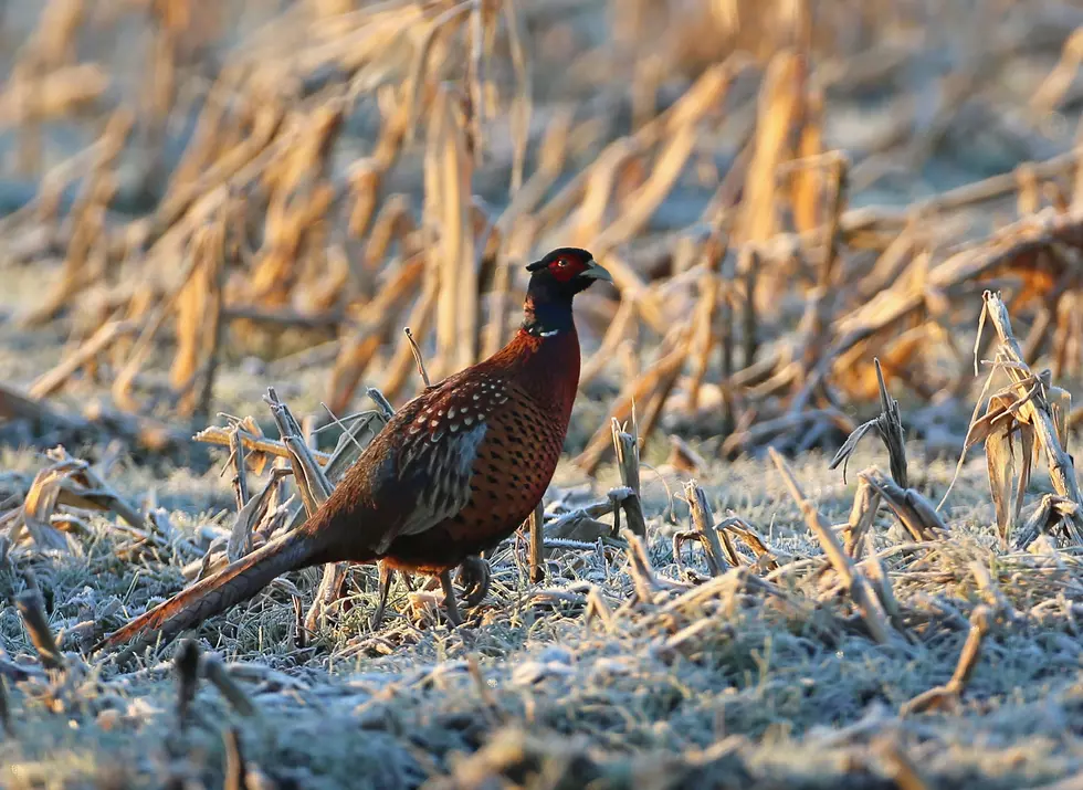 Late harvest Will Give Pheasants Cover for Season Opener